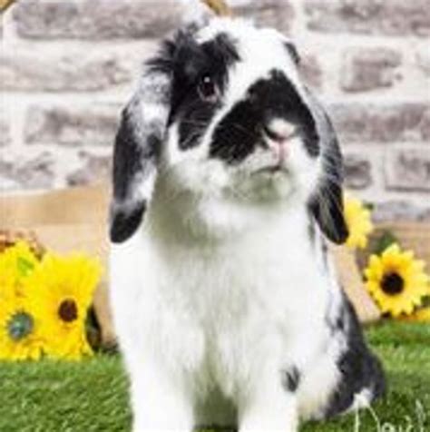 Nonprofit Organization. . Romeos rabbit rescue